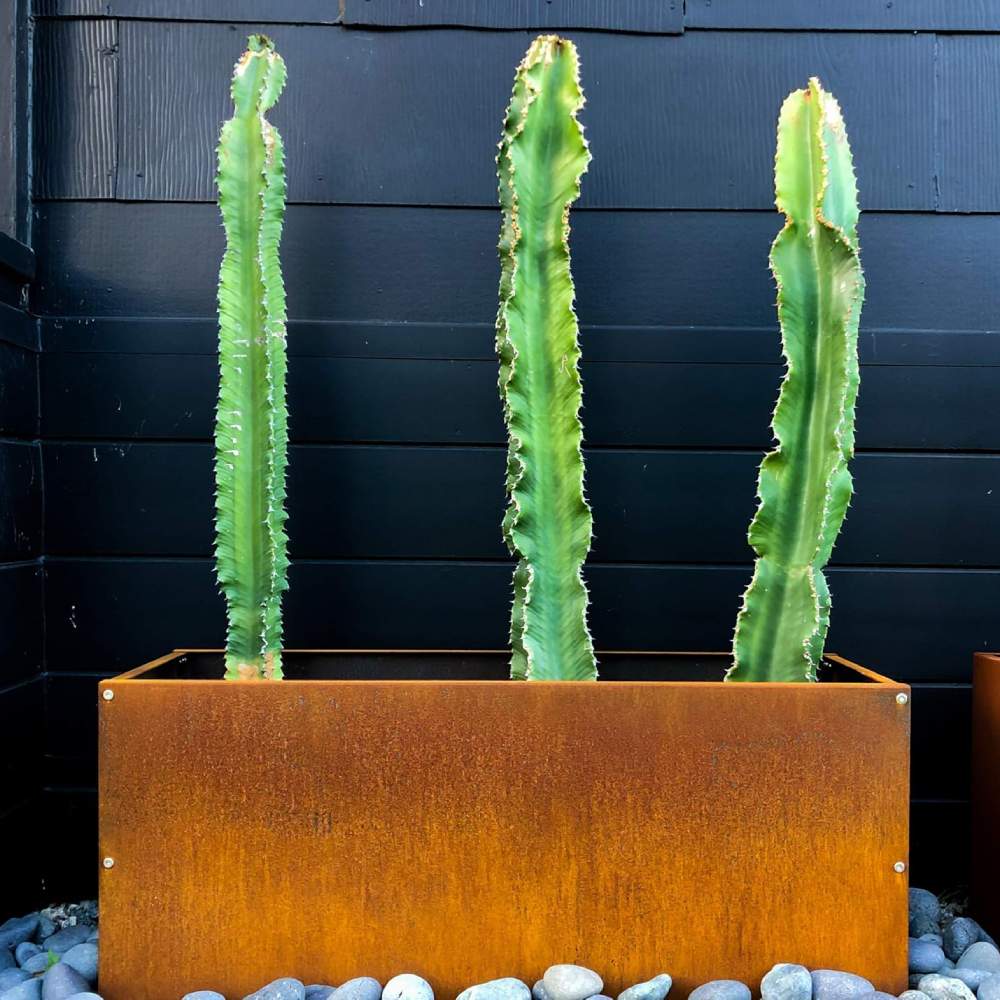 A rectangular metal planter with tall cactus plants